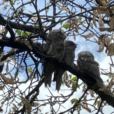 Podargus strigoides (Tawny Frogmouth) at Ainslie, ACT - 23 Jan 2024 by RussA