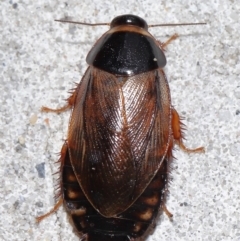 Unidentified Cockroach (Blattodea, several families) at South Brisbane, QLD - 23 Jan 2024 by TimL