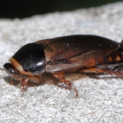 Pycnoscelus surinamensis at South Brisbane, QLD - 23 Jan 2024 11:05 AM