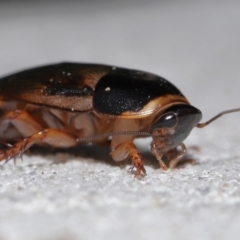 Pycnoscelus surinamensis at South Brisbane, QLD - 23 Jan 2024 11:05 AM