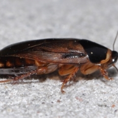Pycnoscelus surinamensis at South Brisbane, QLD - 23 Jan 2024 11:05 AM