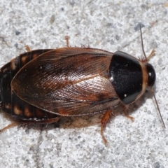 Pycnoscelus surinamensis at South Brisbane, QLD - 23 Jan 2024 11:05 AM