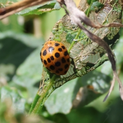 Henosepilachna vigintioctopunctata (28-spotted potato ladybird or Hadda beetle) at Gateway Island, VIC - 20 Jan 2024 by KylieWaldon