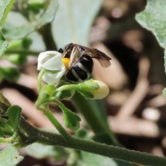 Unidentified Bee (Hymenoptera, Apiformes) at Wodonga - 20 Jan 2024 by KylieWaldon