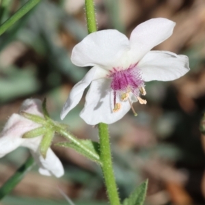 Verbascum blattaria at Wodonga - 21 Jan 2024 08:22 AM