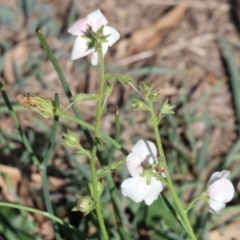 Verbascum blattaria at Wodonga - 21 Jan 2024