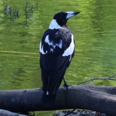 Gymnorhina tibicen (Australian Magpie) at Gateway Island, VIC - 20 Jan 2024 by KylieWaldon