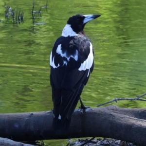 Gymnorhina tibicen at Wodonga - 21 Jan 2024