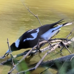 Gymnorhina tibicen at Wodonga - 21 Jan 2024