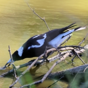 Gymnorhina tibicen at Wodonga - 21 Jan 2024 08:24 AM