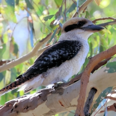 Dacelo novaeguineae (Laughing Kookaburra) at Wodonga - 20 Jan 2024 by KylieWaldon