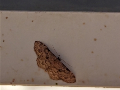 Idaea (genus) (A Geometer Moth) at Watson, ACT - 24 Jan 2024 by AniseStar