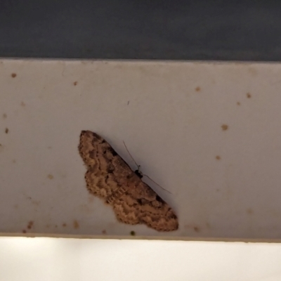 Unidentified Moth (Lepidoptera) at Watson, ACT - 23 Jan 2024 by AniseStar