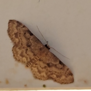 Idaea (genus) at suppressed - 24 Jan 2024