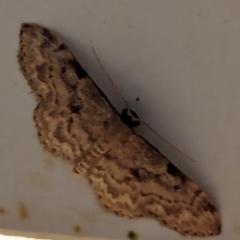 Idaea (genus) at suppressed - 24 Jan 2024