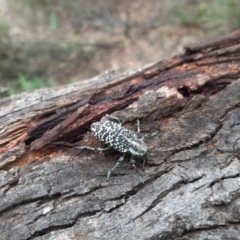 Chrysolopus spectabilis (Botany Bay Weevil) at QPRC LGA - 23 Jan 2024 by MerranLaver