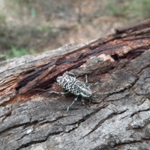 Chrysolopus spectabilis at QPRC LGA - 23 Jan 2024