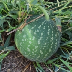 Citrullus amarus (Wild Melon, Camel Melon, Bitter Melon) at Gateway Island, VIC - 20 Jan 2024 by KylieWaldon