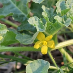 Citrullus amarus at Wodonga - 21 Jan 2024