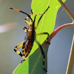 Unidentified Other true bug at Gateway Island, VIC - 20 Jan 2024 by KylieWaldon