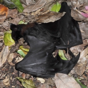 Pteropus alecto at Brisbane City Botanic Gardens - 23 Jan 2024 12:22 PM