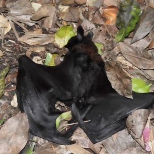 Pteropus alecto at Brisbane City Botanic Gardens - 23 Jan 2024 12:22 PM