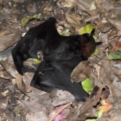 Pteropus alecto at Brisbane City Botanic Gardens - 23 Jan 2024 12:22 PM