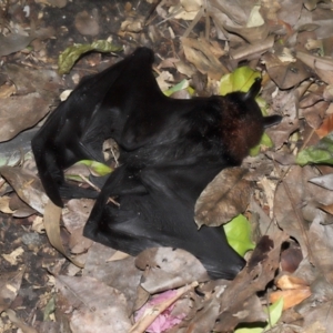 Pteropus alecto at Brisbane City Botanic Gardens - 23 Jan 2024 12:22 PM