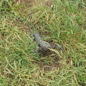 Cherax destructor at Watson Green Space - 24 Jan 2024 07:18 AM