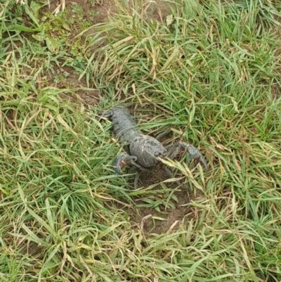 Cherax destructor (Common Yabby) at Watson Green Space - 23 Jan 2024 by AniseStar