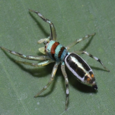 Unidentified Jumping or peacock spider (Salticidae) at Brisbane City, QLD - 23 Jan 2024 by TimL