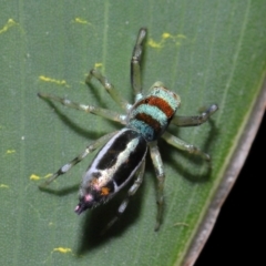 Cosmophasis micarioides at Brisbane City, QLD - 23 Jan 2024 11:55 AM