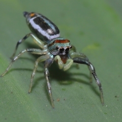 Cosmophasis micarioides at Brisbane City, QLD - 23 Jan 2024 11:55 AM