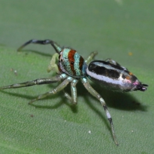 Cosmophasis micarioides at Brisbane City, QLD - 23 Jan 2024 11:55 AM