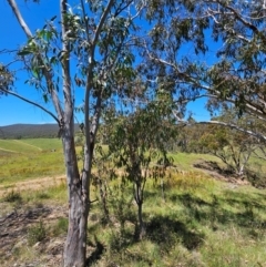 Eucalyptus pauciflora subsp. pauciflora (White Sally, Snow Gum) at Burra, NSW - 21 Jan 2024 by BrianSummers