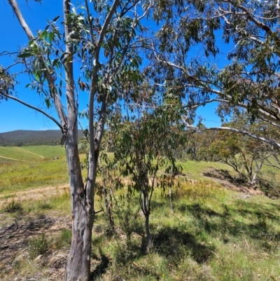 Eucalyptus pauciflora subsp. pauciflora (White Sally, Snow Gum) at Burra, NSW - 21 Jan 2024 by BrianSummers