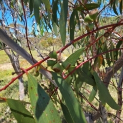 Eucalyptus pauciflora subsp. pauciflora at Googong Foreshore - 21 Jan 2024