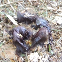 Stemonitis sp. (genus) (A slime mould) at Pollinator-friendly garden Conder - 15 Dec 2023 by MichaelBedingfield