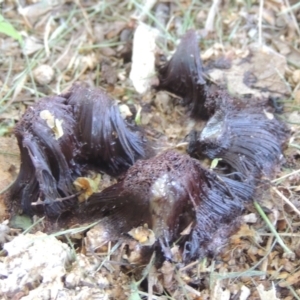 Stemonitis sp. (genus) at Pollinator-friendly garden Conder - 15 Dec 2023 09:44 AM