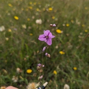 Arthropodium fimbriatum at Mulanggari Grasslands - 24 Jan 2024