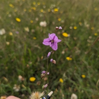 Arthropodium fimbriatum (Nodding Chocolate Lily) at Mulanggari Grasslands - 23 Jan 2024 by brettguy80