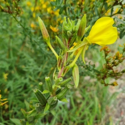 Oenothera glazioviana (Reddish Evening-primrose) at Isaacs Ridge and Nearby - 23 Jan 2024 by Mike