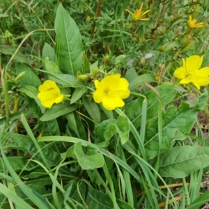 Oenothera glazioviana at Isaacs Ridge and Nearby - 24 Jan 2024