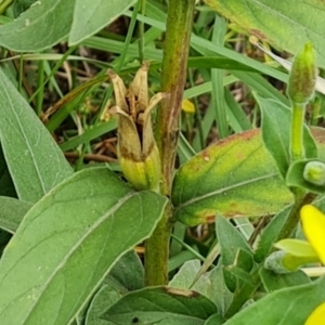 Oenothera glazioviana at Isaacs Ridge and Nearby - 24 Jan 2024