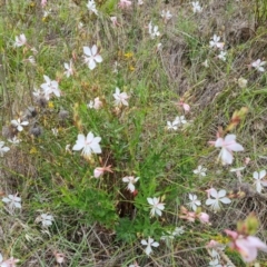 Oenothera lindheimeri (Clockweed) at Isaacs Ridge and Nearby - 23 Jan 2024 by Mike
