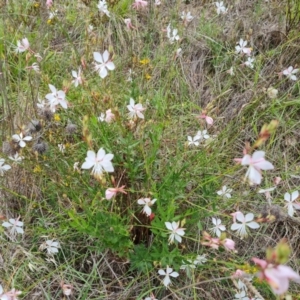 Oenothera lindheimeri at Isaacs Ridge and Nearby - 24 Jan 2024
