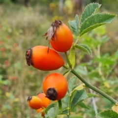 Rosa canina (Dog Rose) at Isaacs Ridge and Nearby - 23 Jan 2024 by Mike