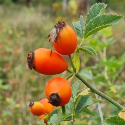 Rosa canina (Dog Rose) at Fadden, ACT - 23 Jan 2024 by Mike