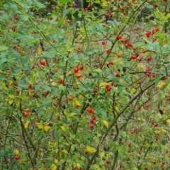 Rosa canina at Isaacs Ridge and Nearby - 24 Jan 2024