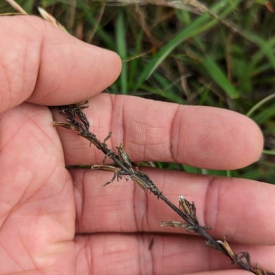 Chondrilla juncea (Skeleton Weed) at Mulanggari Grasslands - 23 Jan 2024 by brettguy80